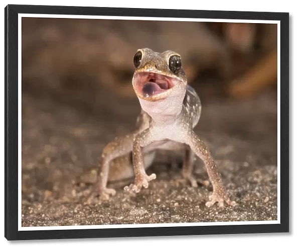 Angry Gecko