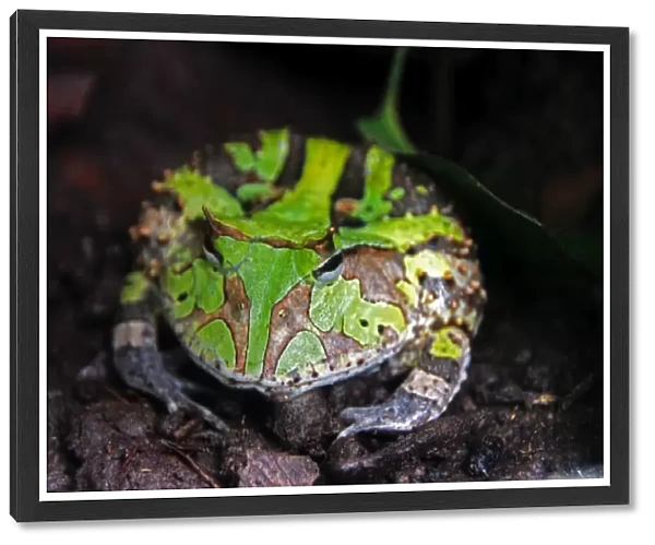 Amazon rainforest green toad frog close up