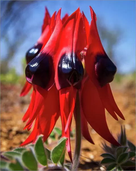 Red Sturts Desert Pea (Swainsona formosa) flower
