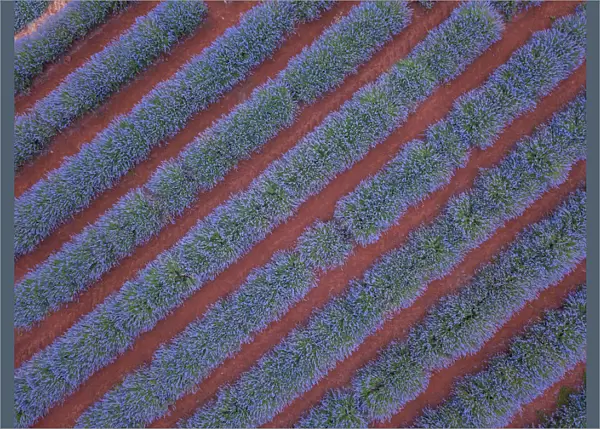 Aerial viewpoint of lavender fields and red dirt