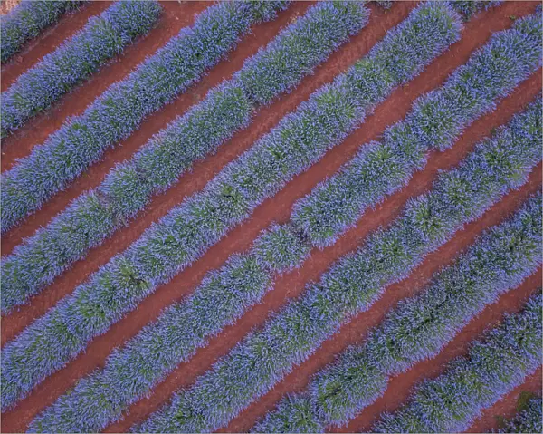 Aerial viewpoint of lavender fields and red dirt