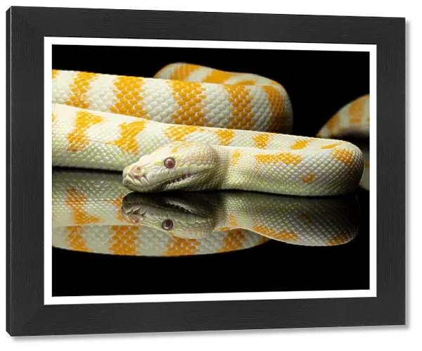 Yellow and white striped Albino Darwin python snake against a black background