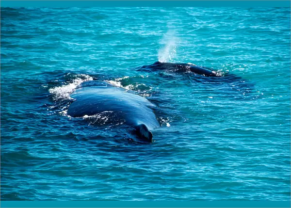 Humpback Whales off Western Australia