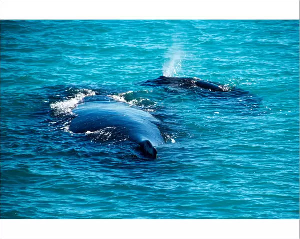 Humpback Whales off Western Australia