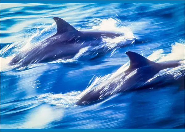Great Barrier Dolphins