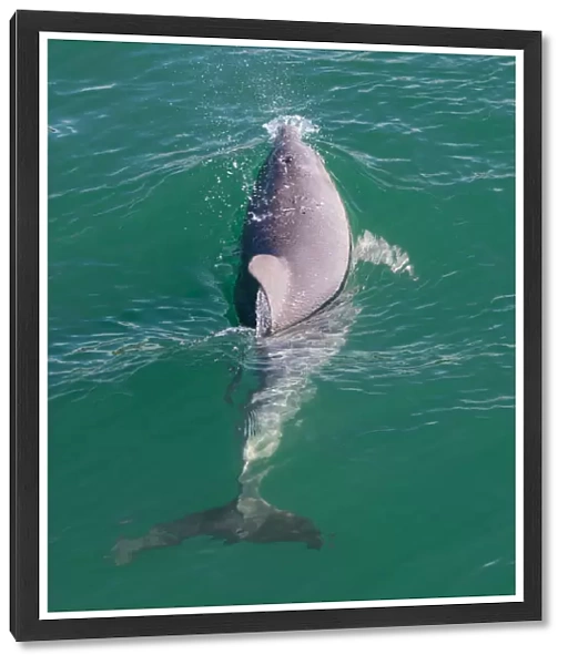 Wild Bottlenose dolphin (tursiops truncatus) - Mandurah canals, Western Australia