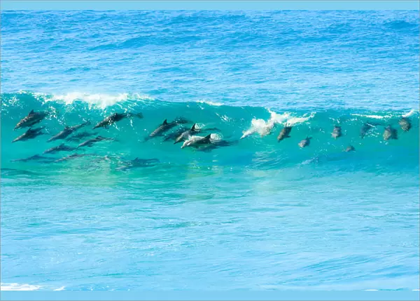 Pod of Dophins in the Wild Surfing the waves
