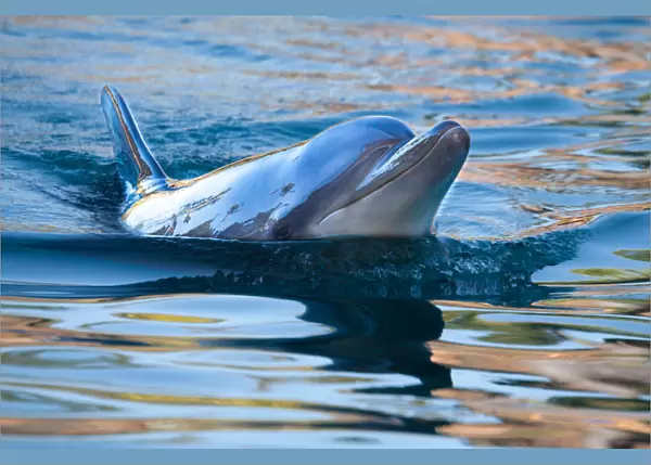 Dolphins in coastal areas of Australia
