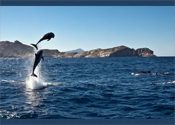 Leaping dolphins, Freycinet Peninsula