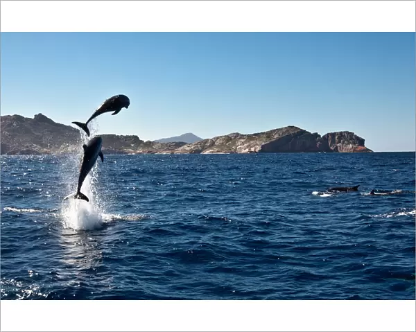 Leaping dolphins, Freycinet Peninsula