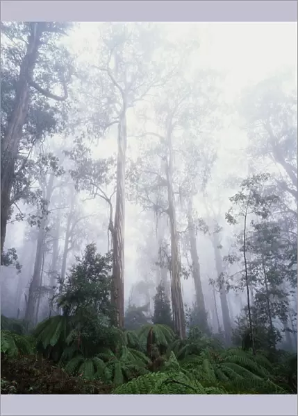 Shining gums (Eucalyptus nitens) in mist