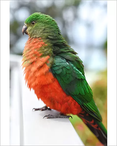 Australian female King parrot (Alisterus scapularis)