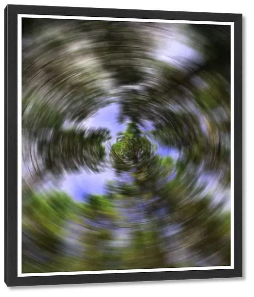radial tree blur