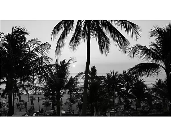 Bali Palms