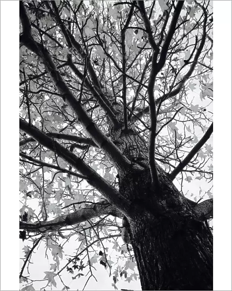 Tree Abstract in Black and white