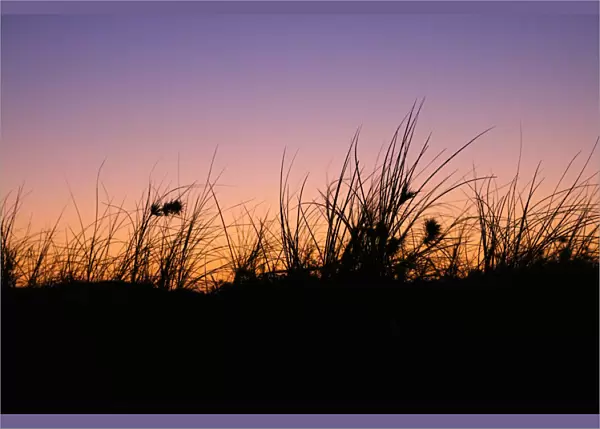 Silhouetted Grass at Sunset