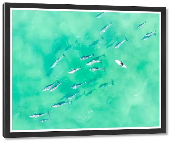 Aerial view of a Large pod of Dolphins with a surfer swimming in the ocean