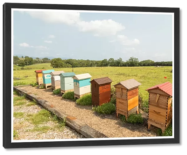 Row of colored beehives in a paddock