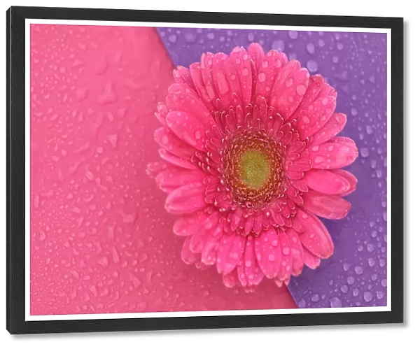 Close up of Pink Gerbera flowers with water drops on a pink and purple background