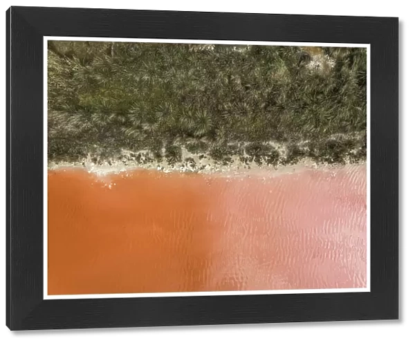Edge of a forest and an orange coloured salt lake photographed from a drone point of view, South Australia, Australia
