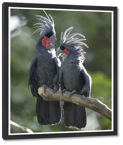 Palm Cockatoos, pair  /  (Probosciger atterimus)