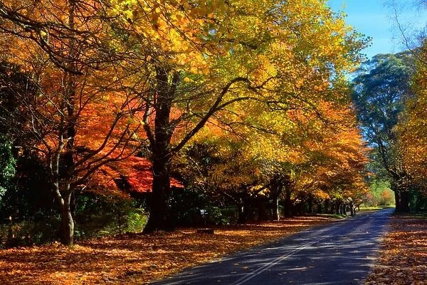 Autumn tree lined street