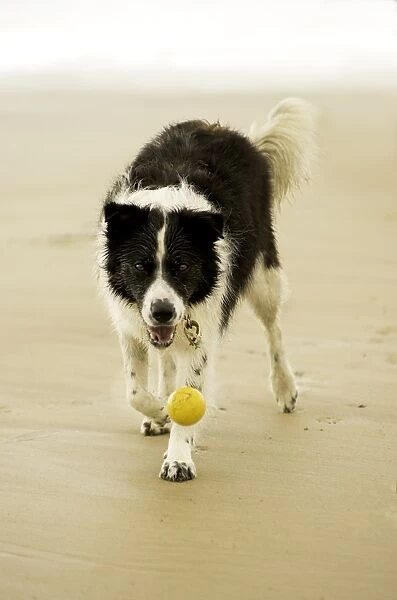 Catch. A border collie dog dropping a ball on a beach looking at camera