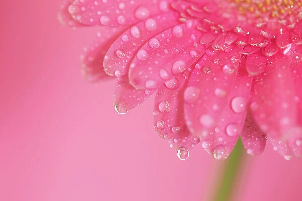 Close up of Pink Gerbera flowers with water drops