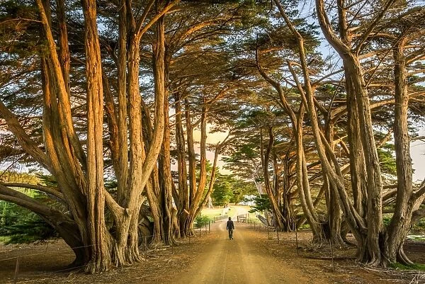 Cypress-lined road to Darlington at Maria Island, Tasmania