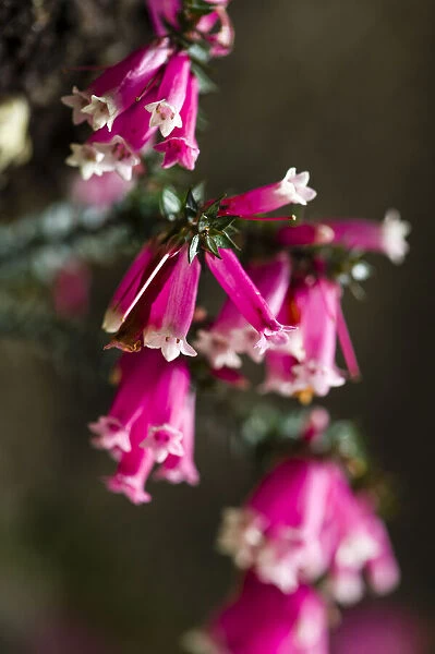The delicate pink petals of a Fuchsia Heath flower