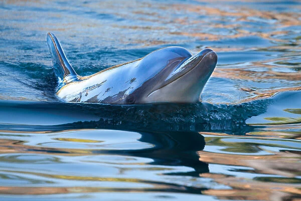 Dolphins in coastal areas of Australia