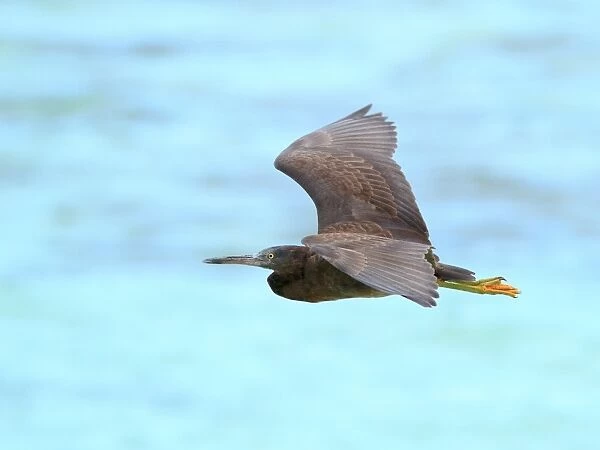 Eastern Reef Egret flying at Heron Island