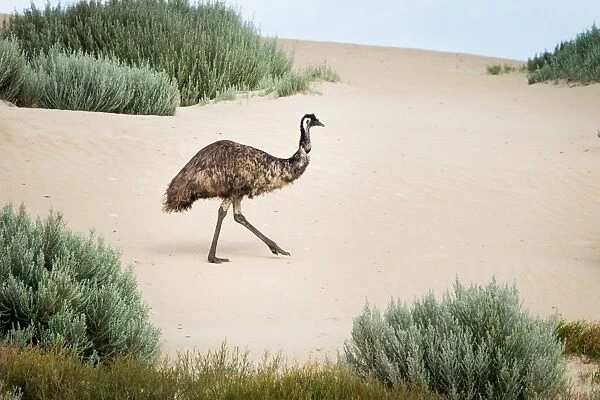 Emu in sand dunes. Coffin Bay. South Australia