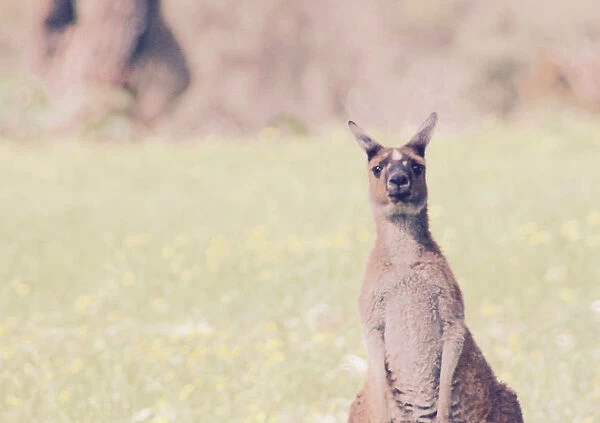 Inquisitive Roo
