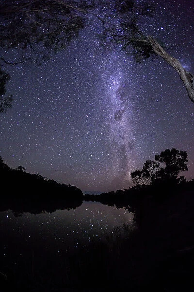 Milky Way and night sky over gum trees next to the Murray River. Renmark. The Riverland. South Australia