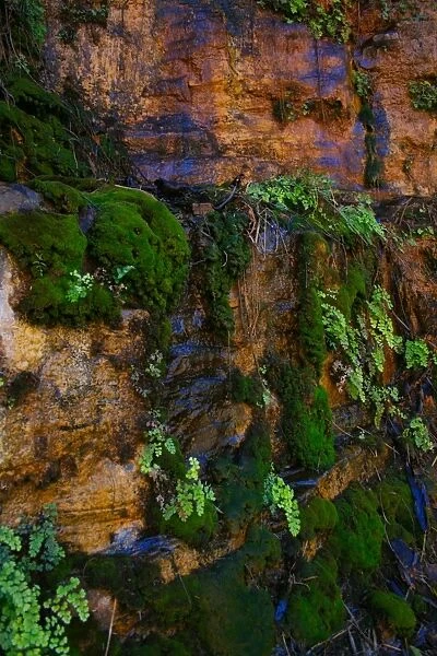 Moss Wall. Moss gathering on a gorge rock face in Karijini National Park