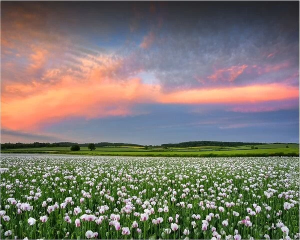 Poppy field at dusk in Dorsets beautiful countryside, England, United Kingdom