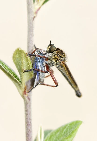 Robber Fly which has captured and eating a Skipper Butterfly