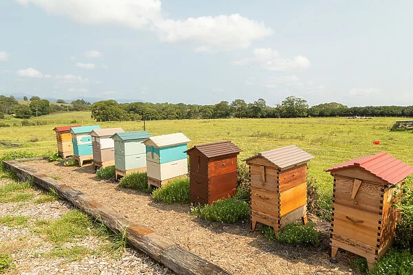 Row of colored beehives in a paddock