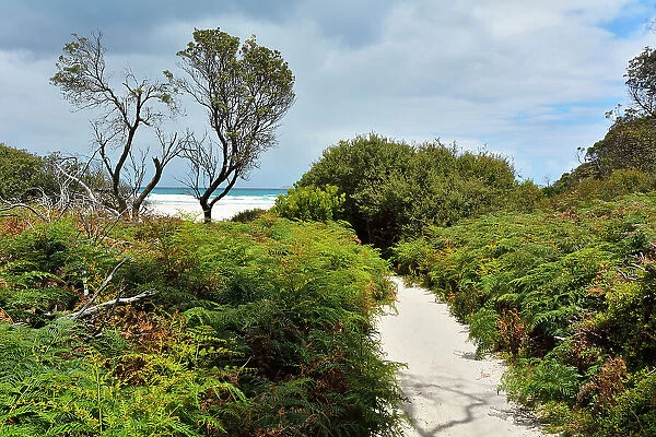 Sandy Path to the Beach, Squeaky Beach, Wilsons Promontory National Park, Victoria, Australia