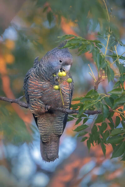 Wild female Gang gang cockatoo (Callocephalon fimbriatum) eating fruits from tree