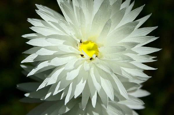 Wildflower Daisy
