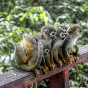 Amazon monkey family sitting together