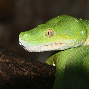 Australasian green tree python