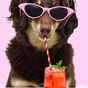 Australian kelpie wearing glasses and drinking a cocktail