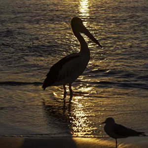 Australian Pelican at sunset, Booderee National Park, Jervis Bay, Australia