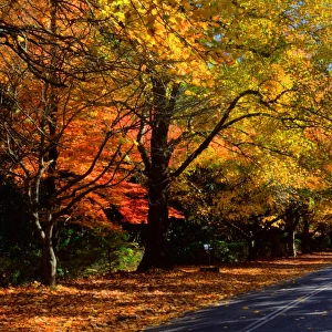 Autumn tree lined street