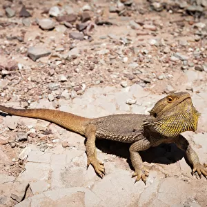 Reptiles Jigsaw Puzzle Collection: Lizards