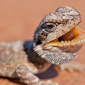 Bearded dragon lizard