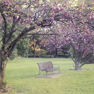 Blossomtime in the park